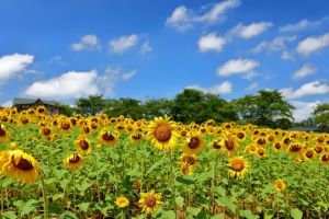 8月の北海道
